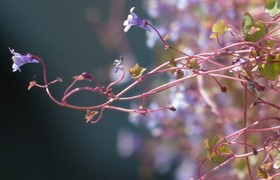 #GIDSstatement 3/2023 Mauerblümchen mit Potenzial Wie Deutschland mit einem Nationalen Sicherheitsrat strategiefähig wird